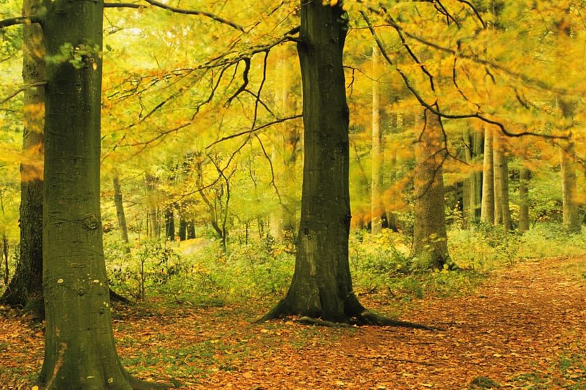 Grizedale forest