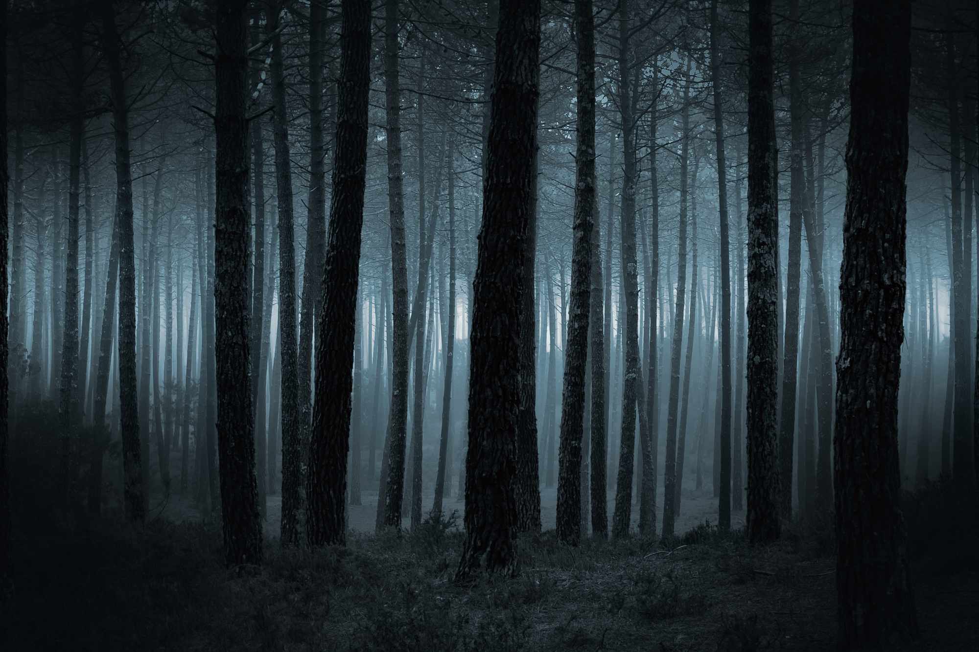 Spooky and dark foggy forest at dusk