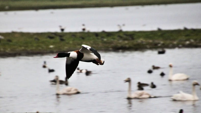 A view of a Shelduck in flight