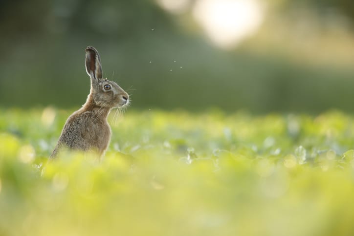 Lepus europaeus - European brown hare