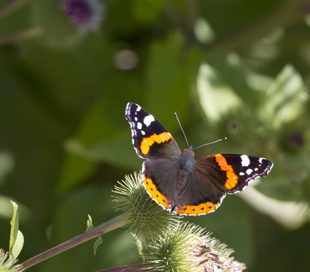 Red Admiral Butterfly