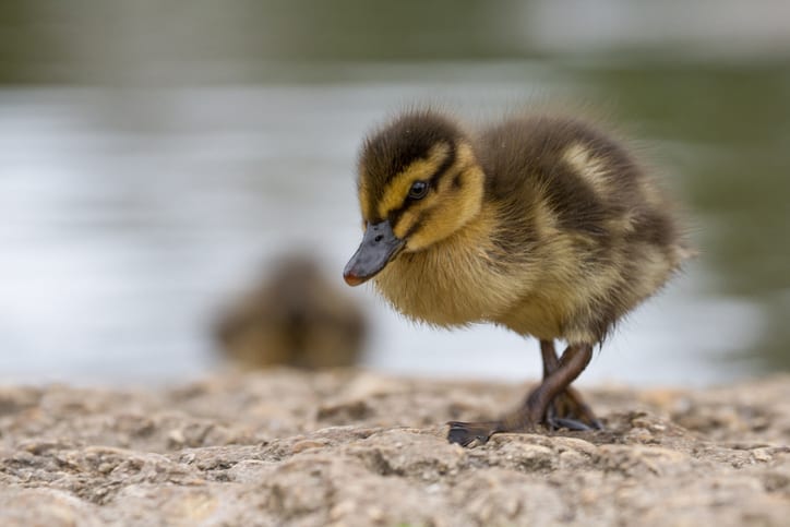 Duckling Portrait