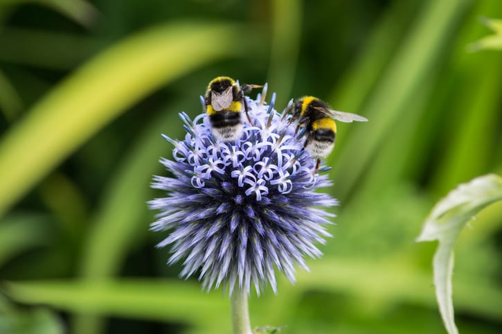 White-tailed Bumblebees on a purple flower