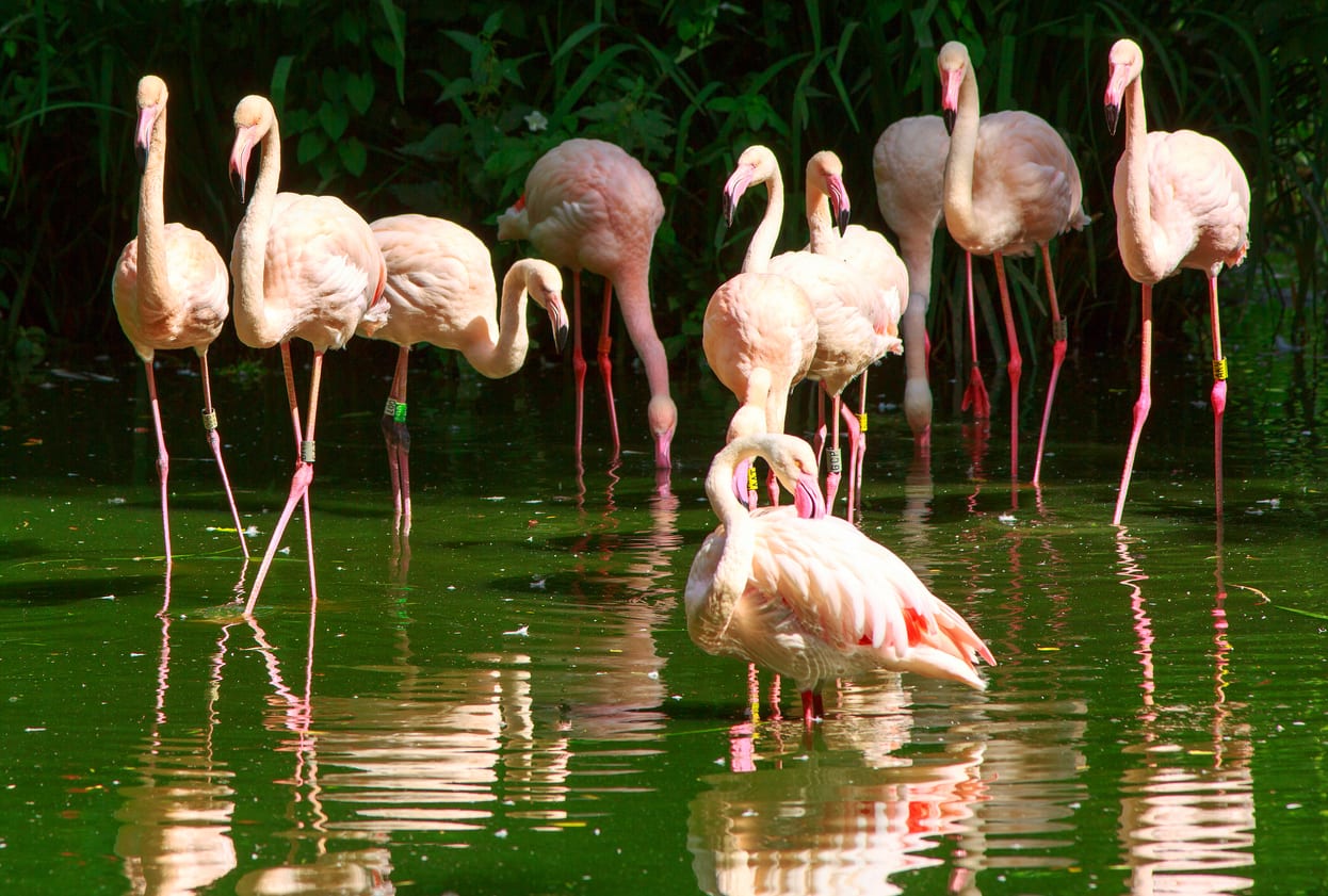 A group of Greater Flamingoes on a lake with good reflection in the water