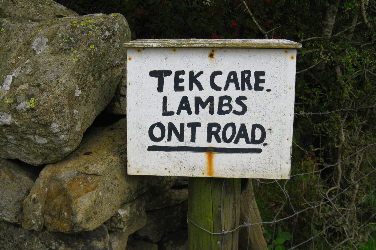 'Tek care lambs on't road' painted sign