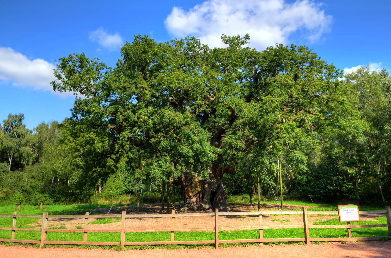 Oak tree