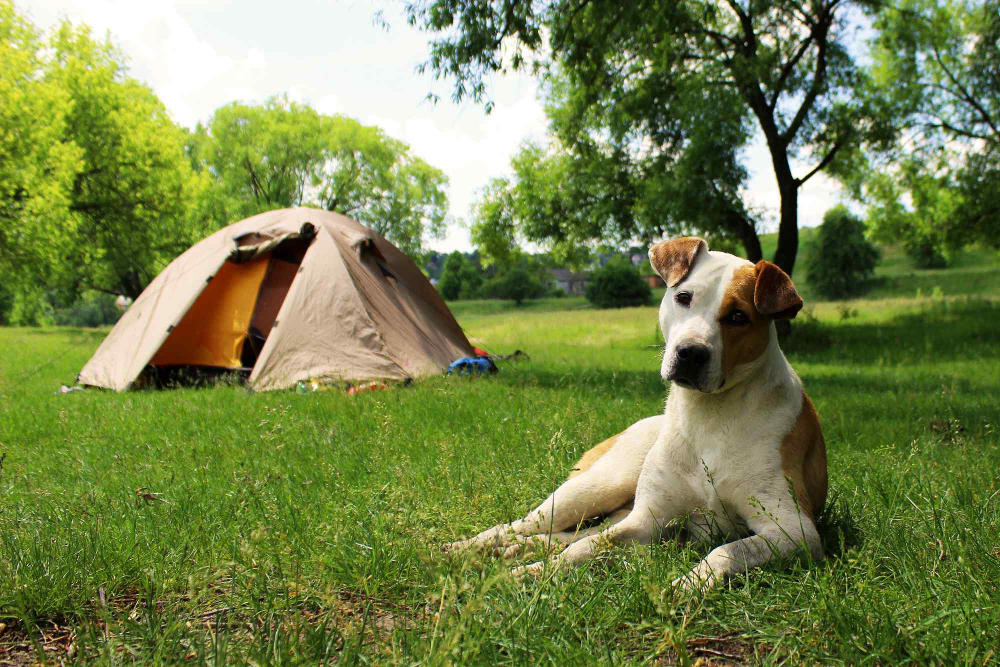 Dog lying on the grass near the tents