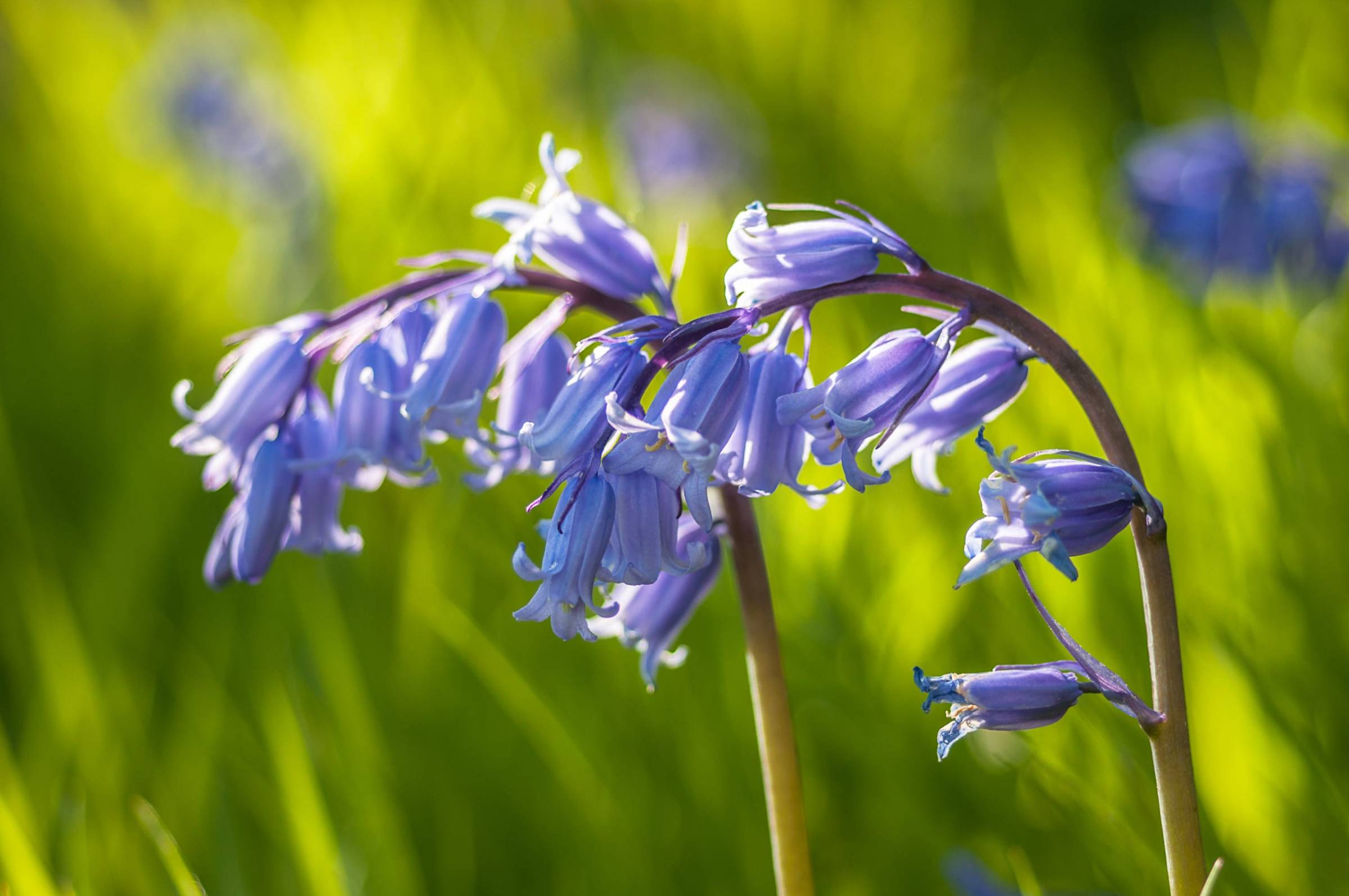 Bluebell (Hyacinthoides non-scripta) Antrim Coast