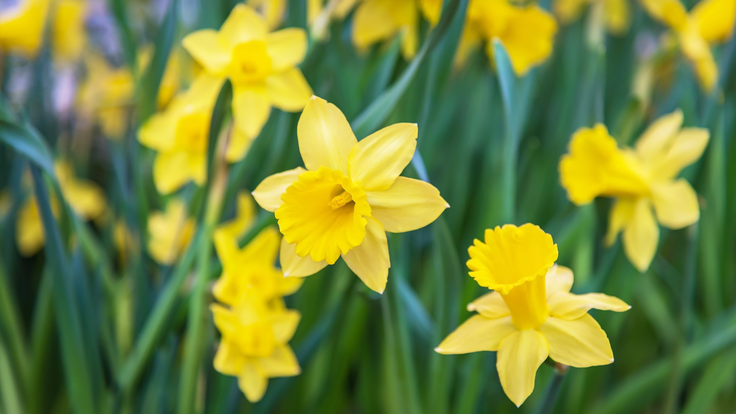 Amazing Yellow Daffodils flower field in the morning sunlight. The perfect image for spring background, flower landscape.