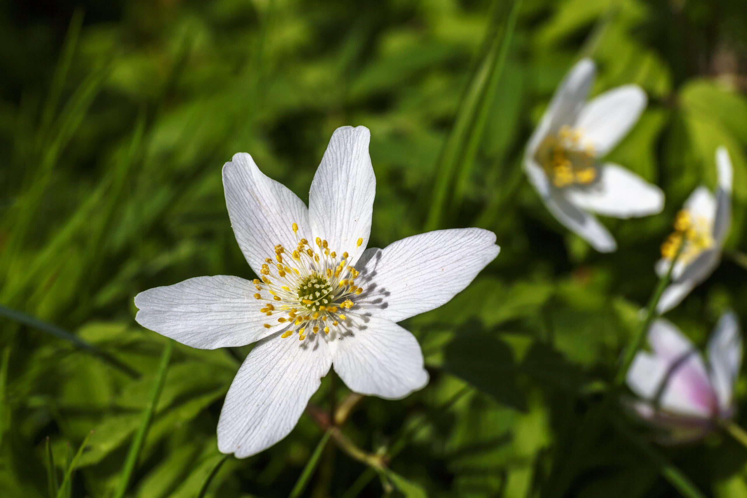 Wood anemone flower on a meadow