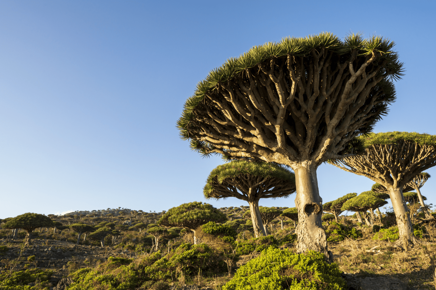 Dragon blood tree