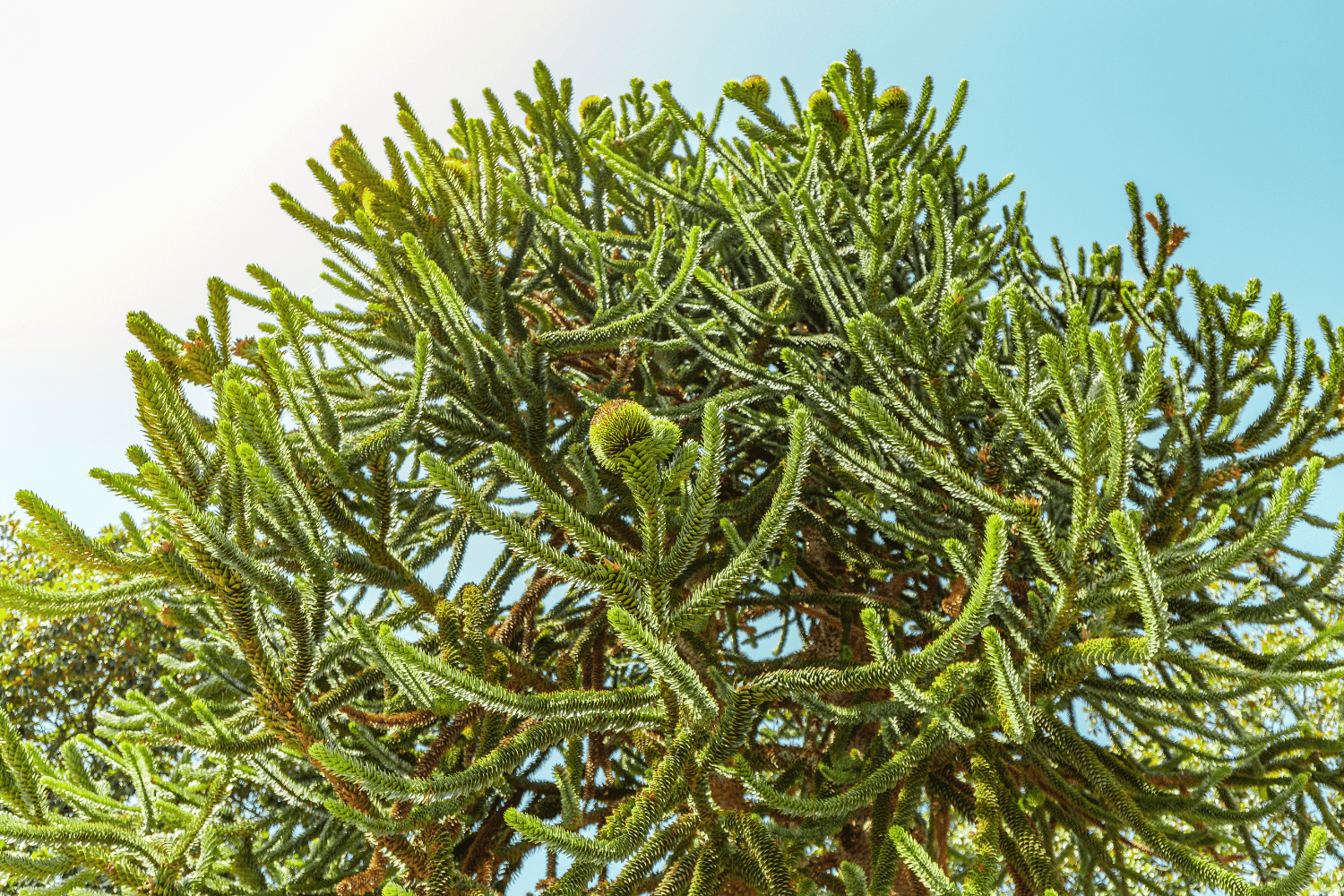 Monkey puzzle tree