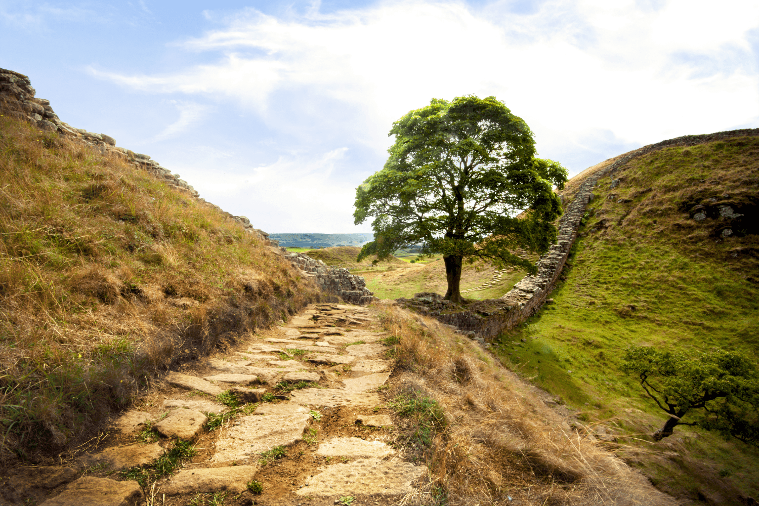 Sycamore tree