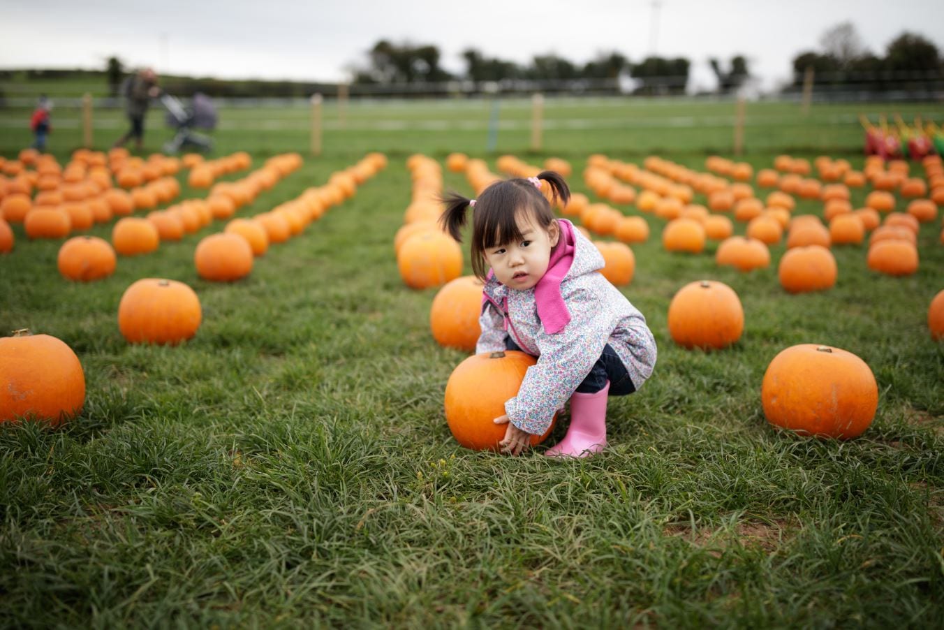 Child pumpkin picking