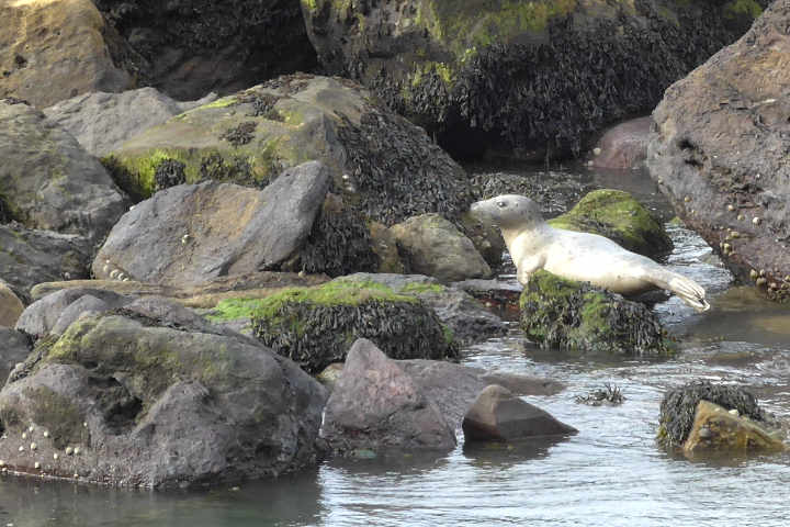 Seal_on_beach