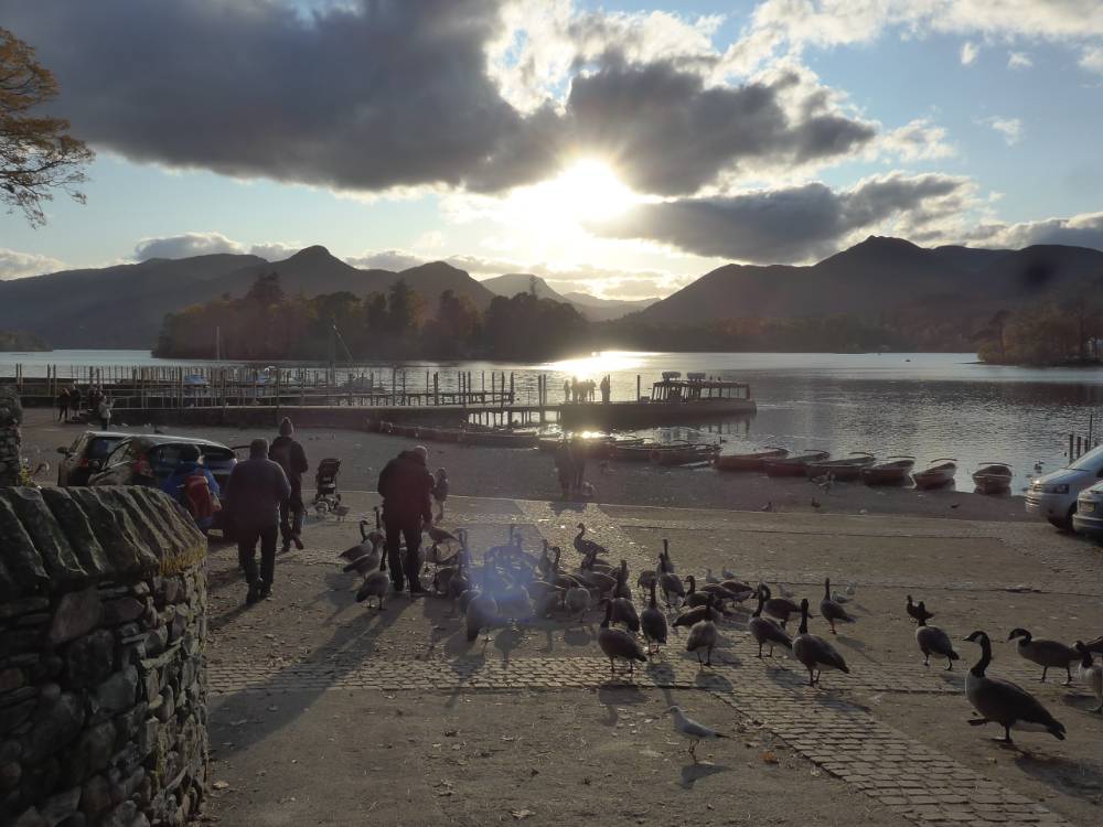 Family walks with ducks by open water