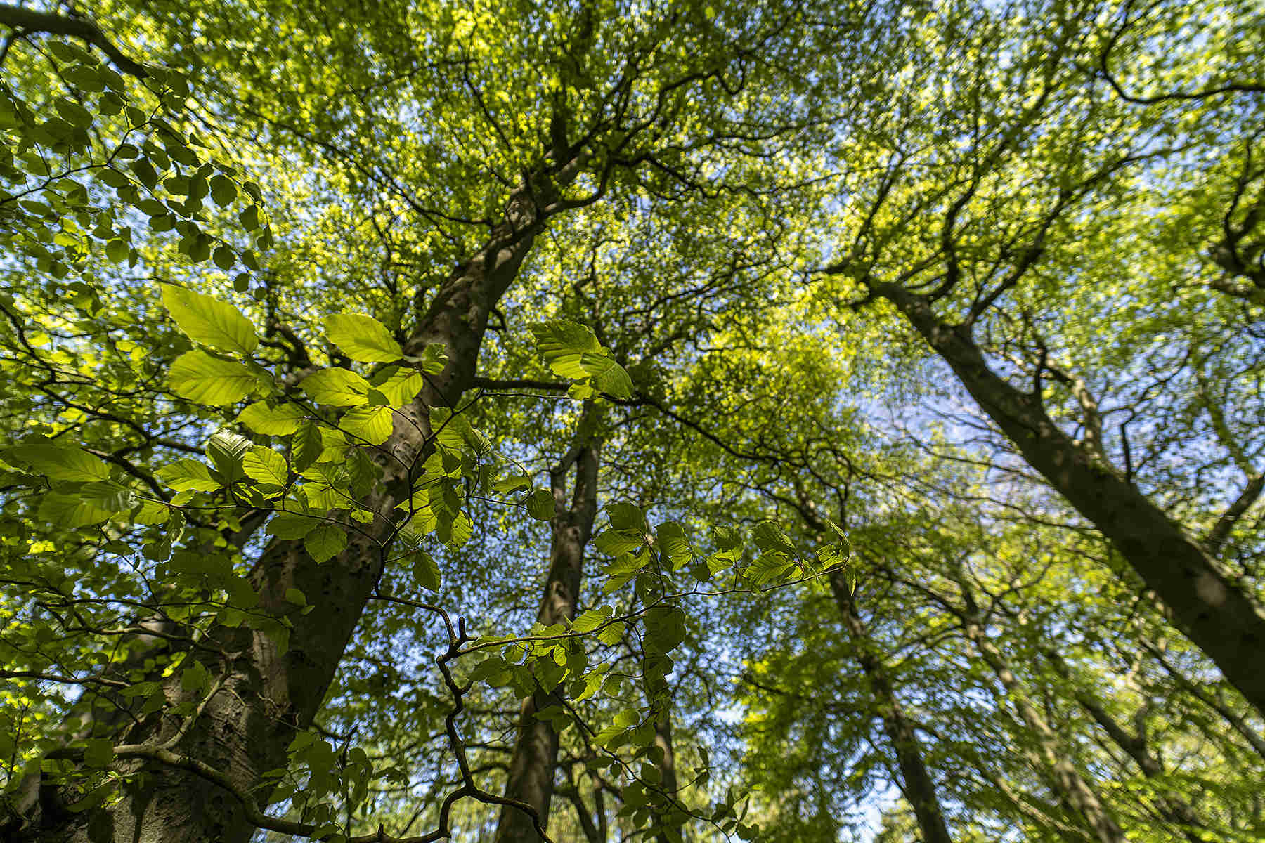 Yellow green tree canopy forest background, Worcestershire UK