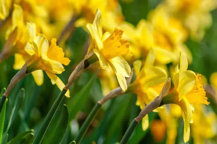 Close up of Daffodils in flower