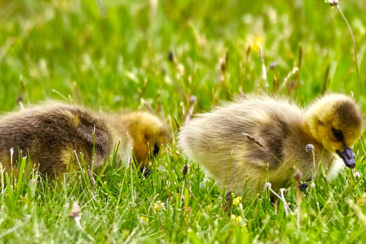 Two ducklings on grass