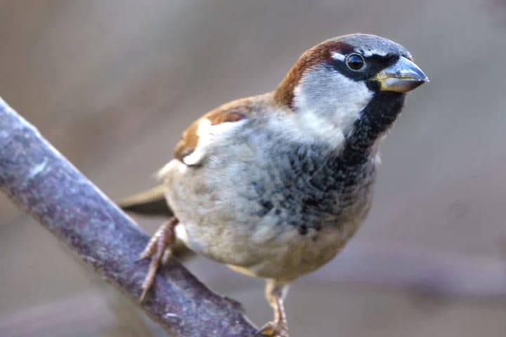 Winter bird on branch