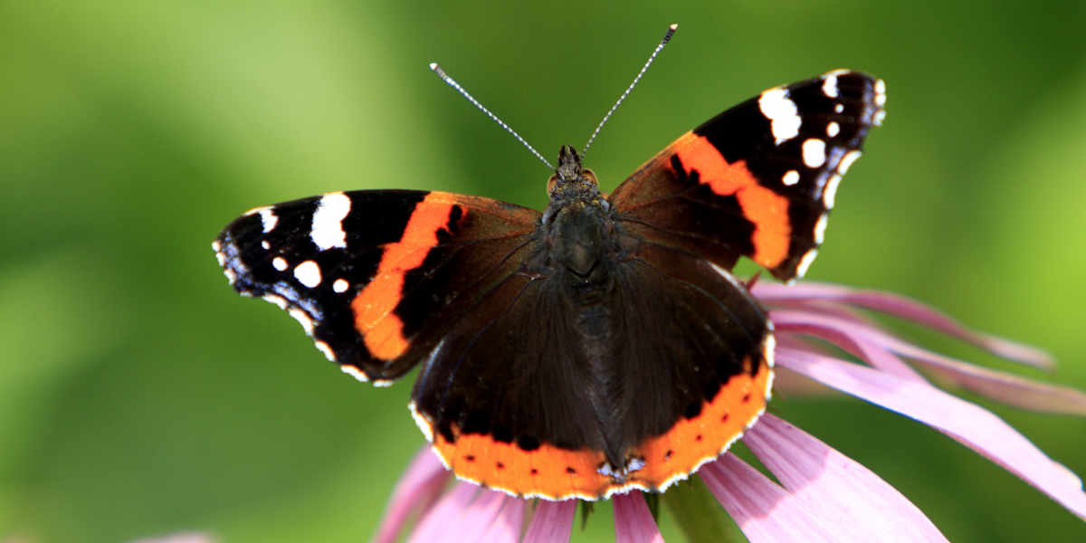 Red admiral butterfly