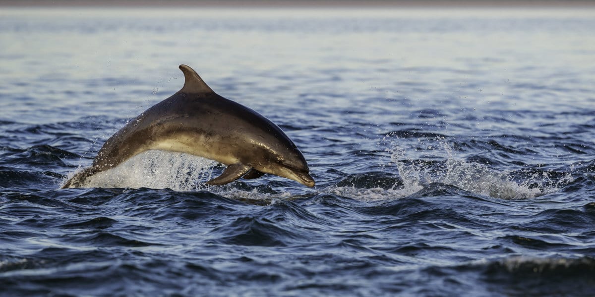 Happy playful wild bottlenose dolphin