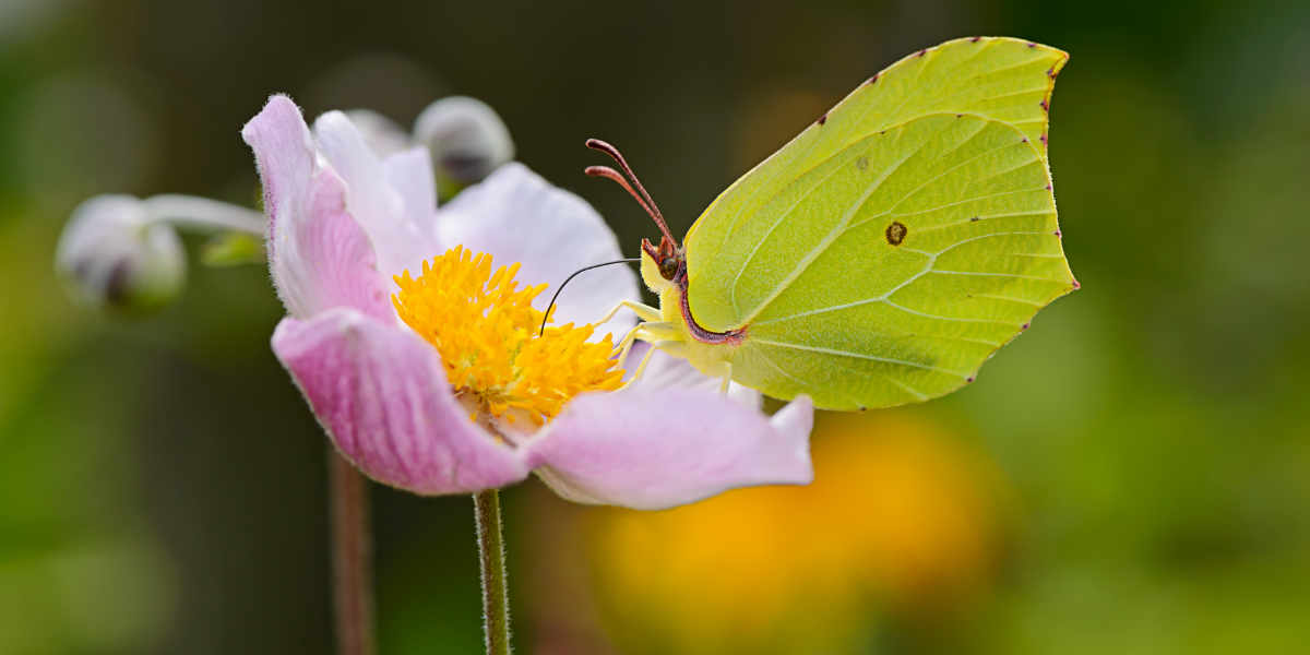 Brimstone butterfly