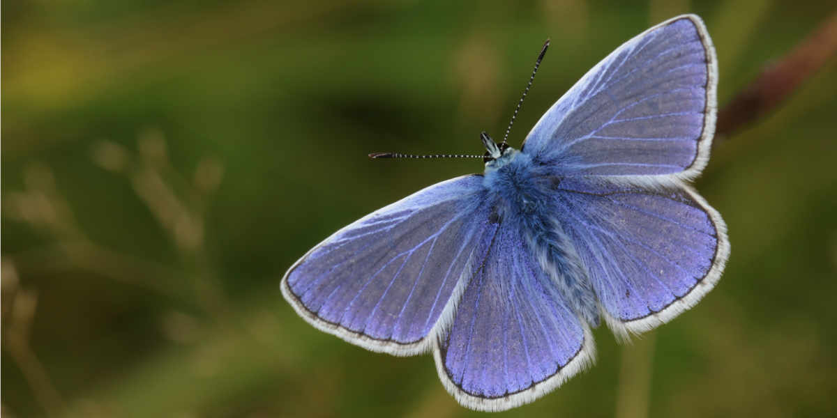 Common blue butterfly