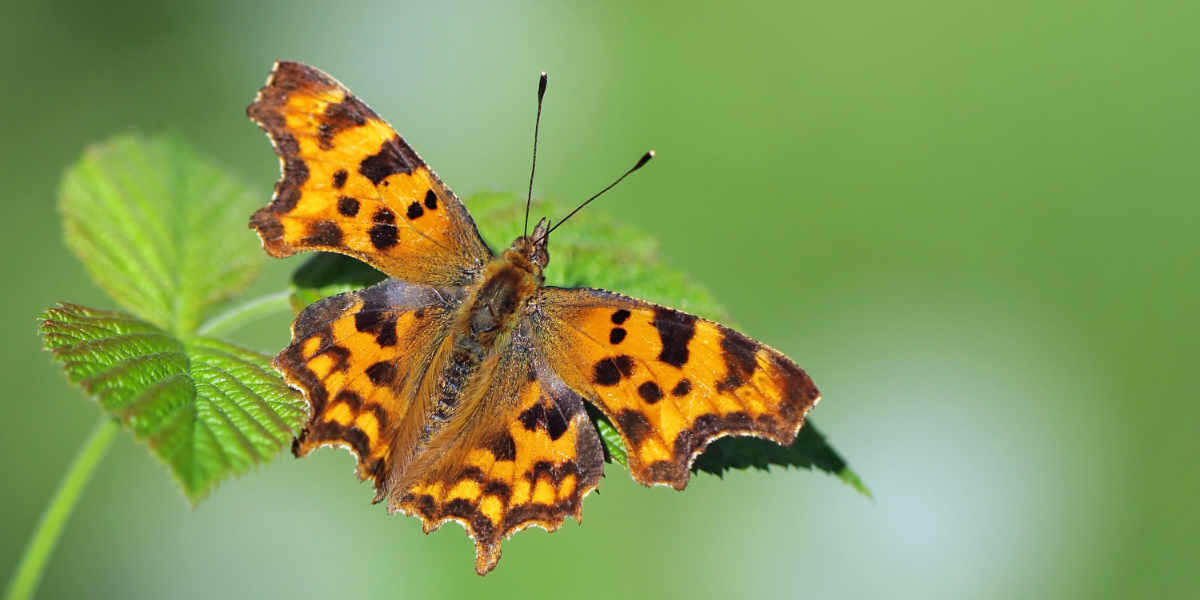 Comma butterfly