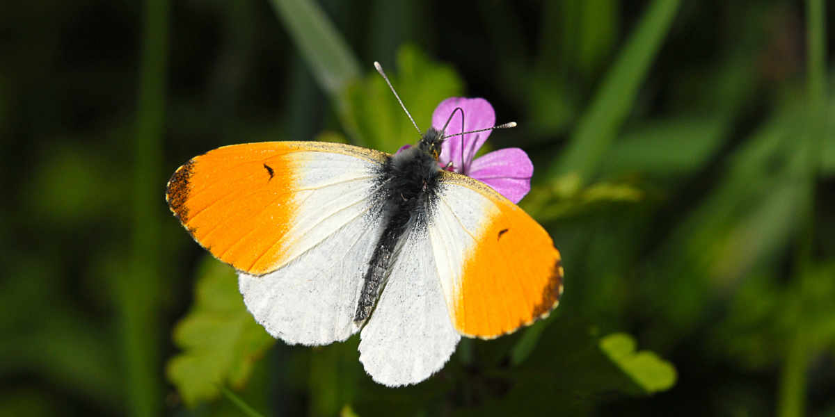 Orange-tip butterfly