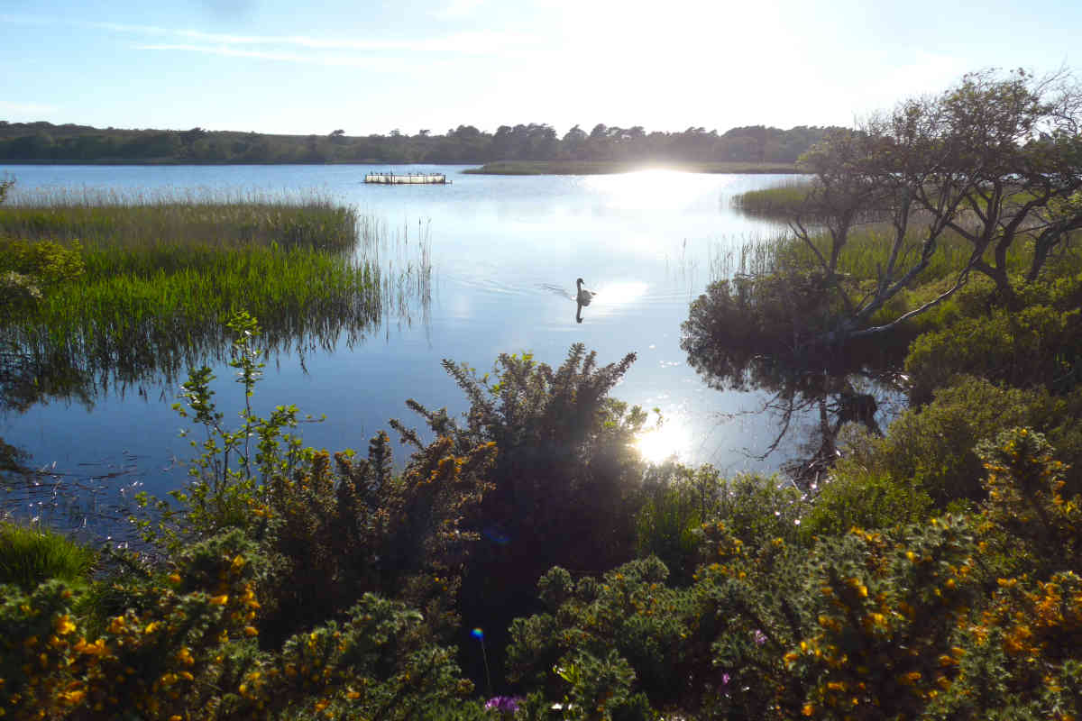 nature reserve with plants and swans