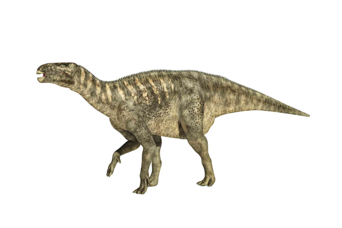 Iguanodon Dinosaur