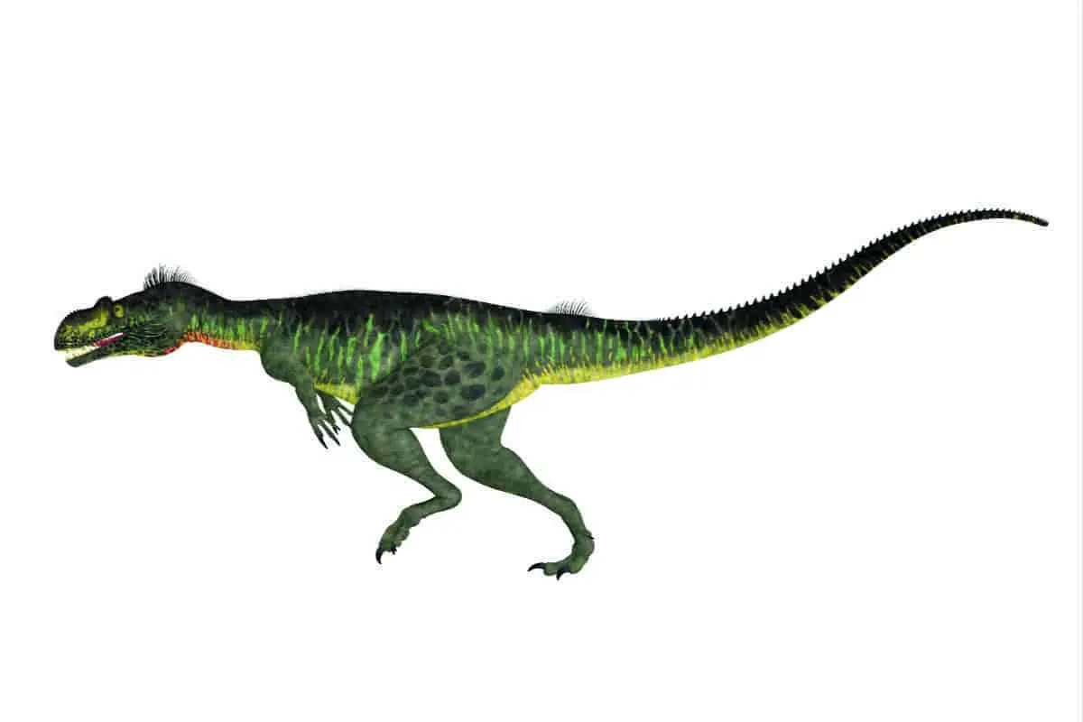 Megalosaurus dinosaur