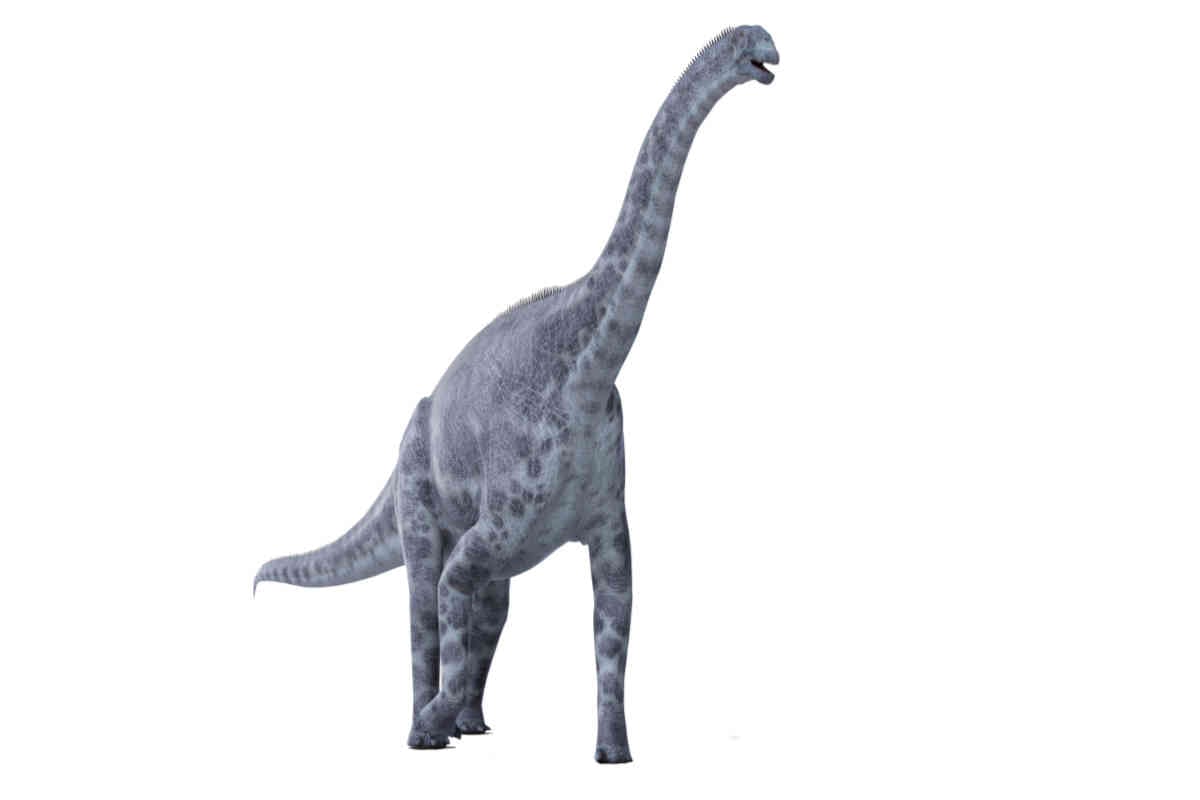 Cetiosaurus dinosaur