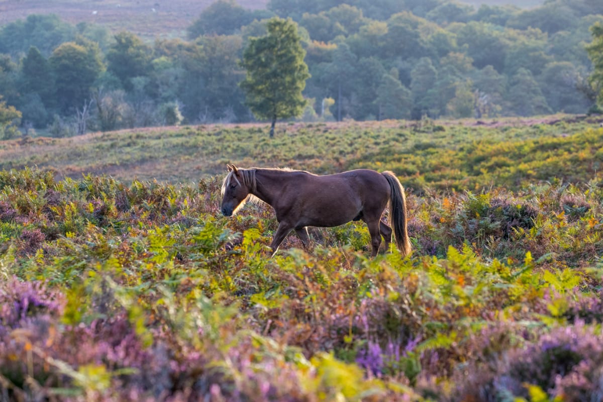 New Forest pony