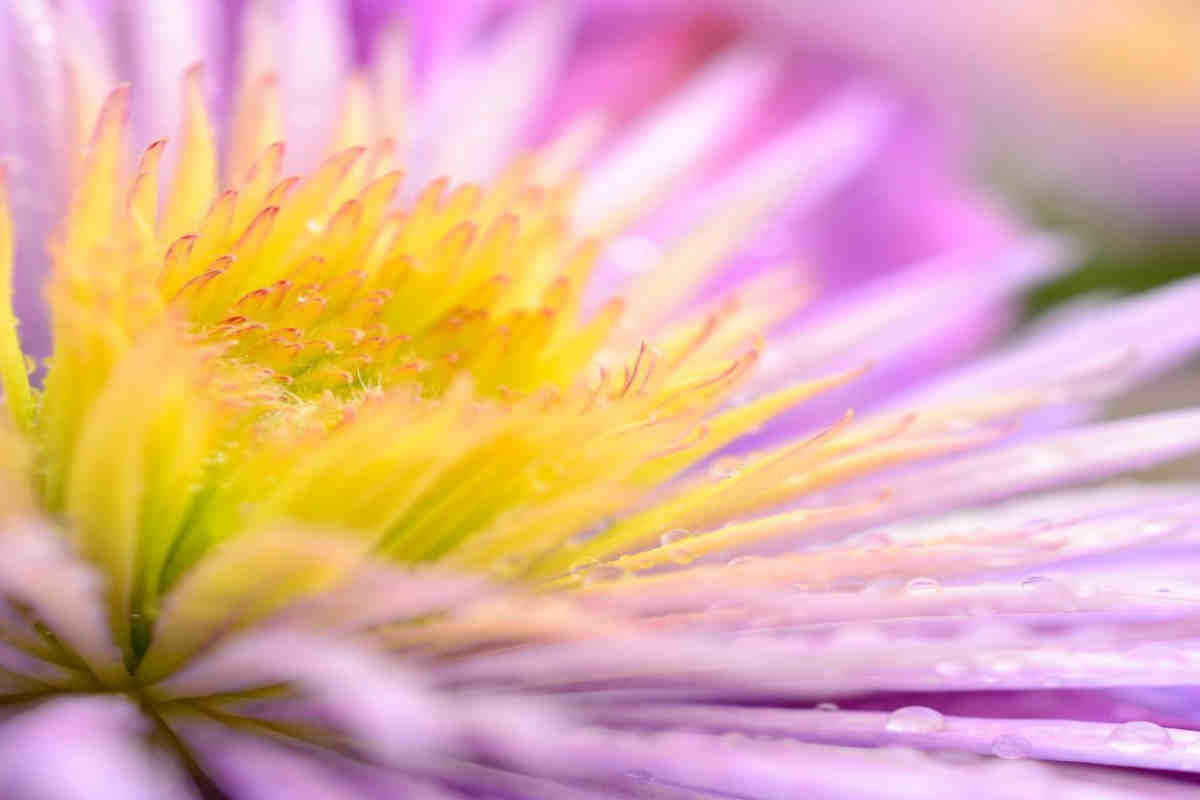 Pink summer flower