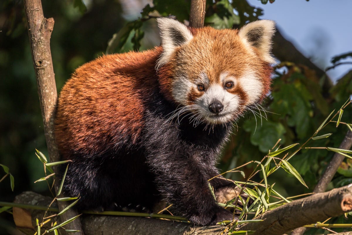 Red panda at Chester Zoo