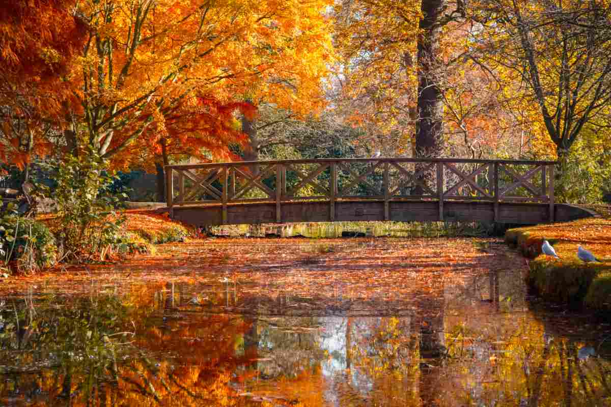 Wooden bridge in Bushy Park with autumn scene