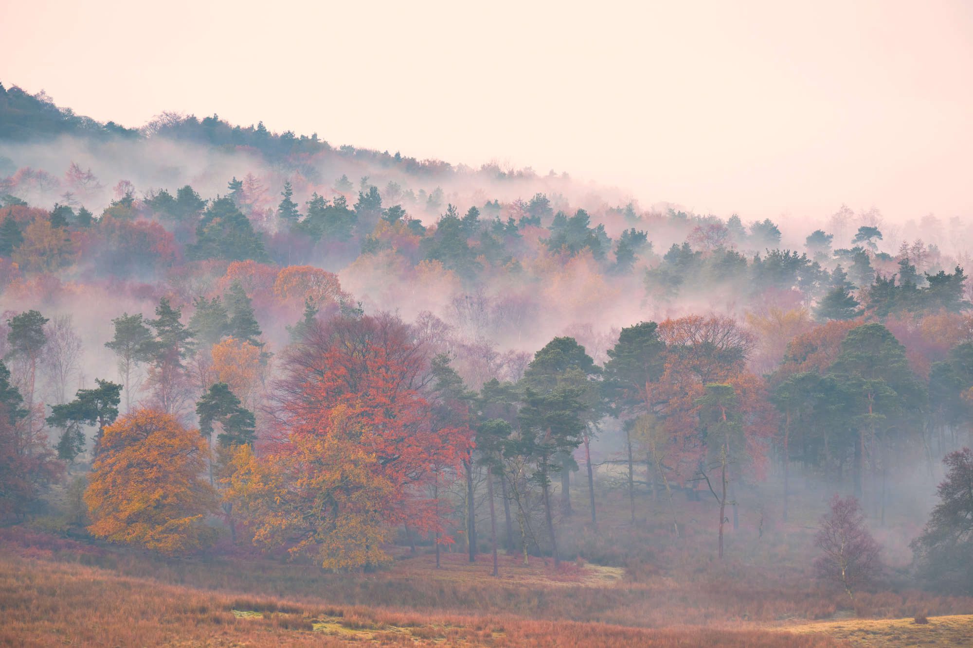 Early morning mist in trees, Longshaw, Peak District, UK