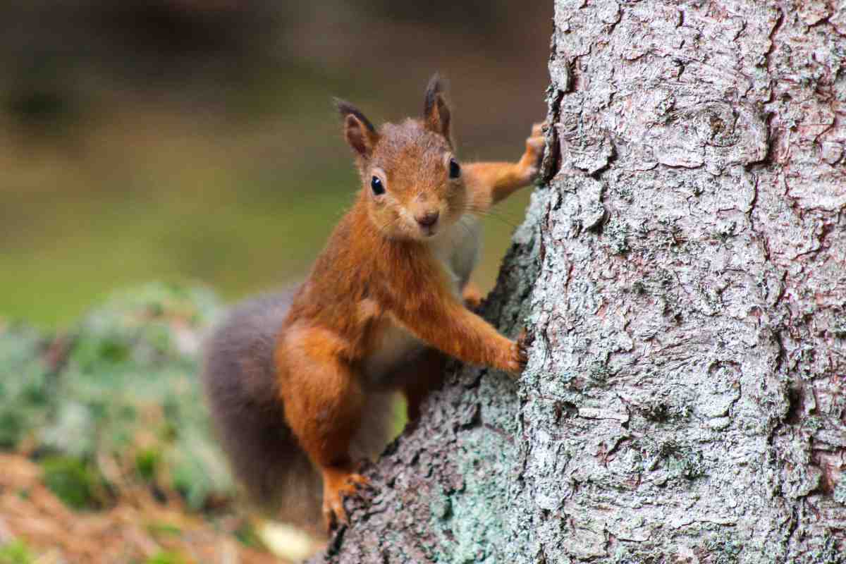 red squirrel on a tree in a forest