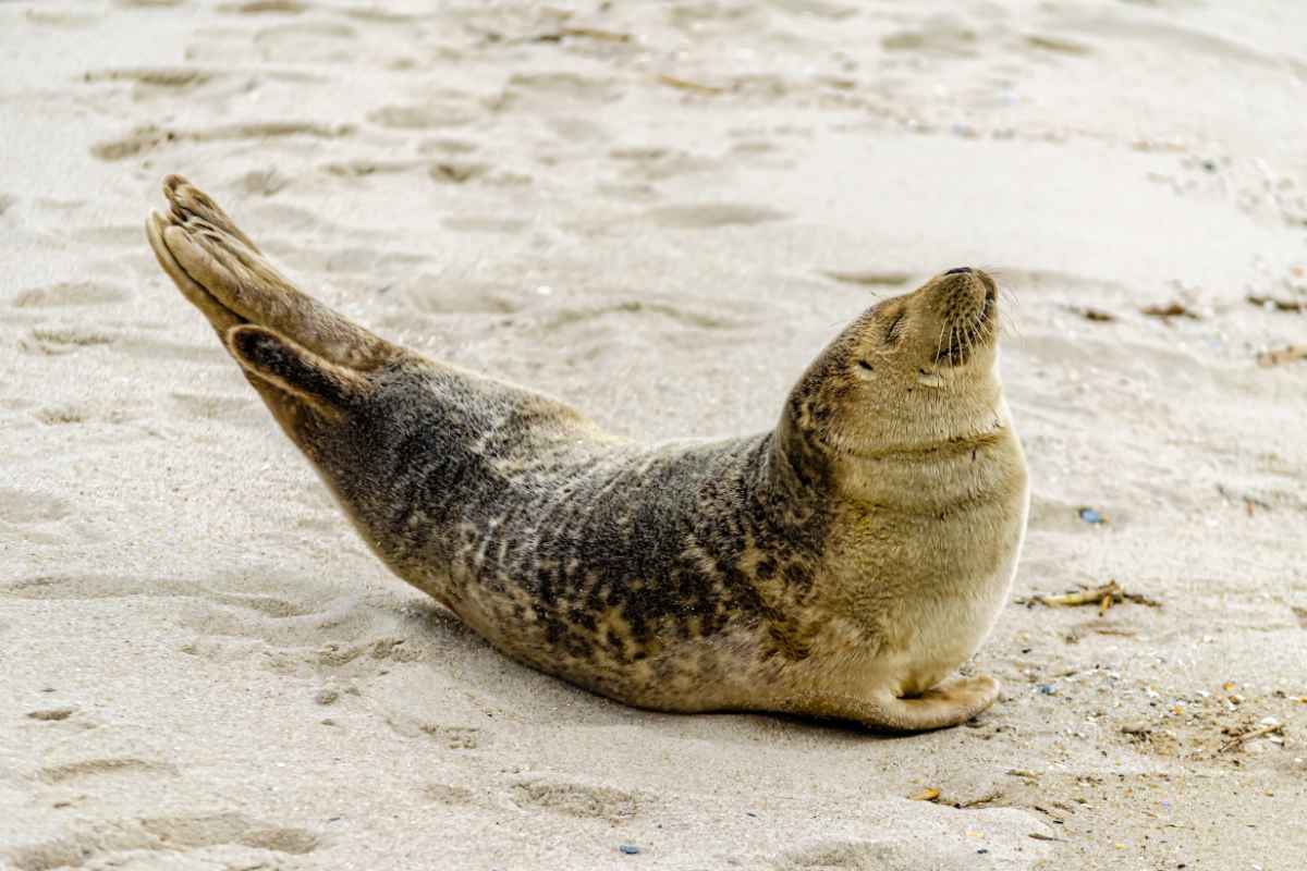 seal on the beach