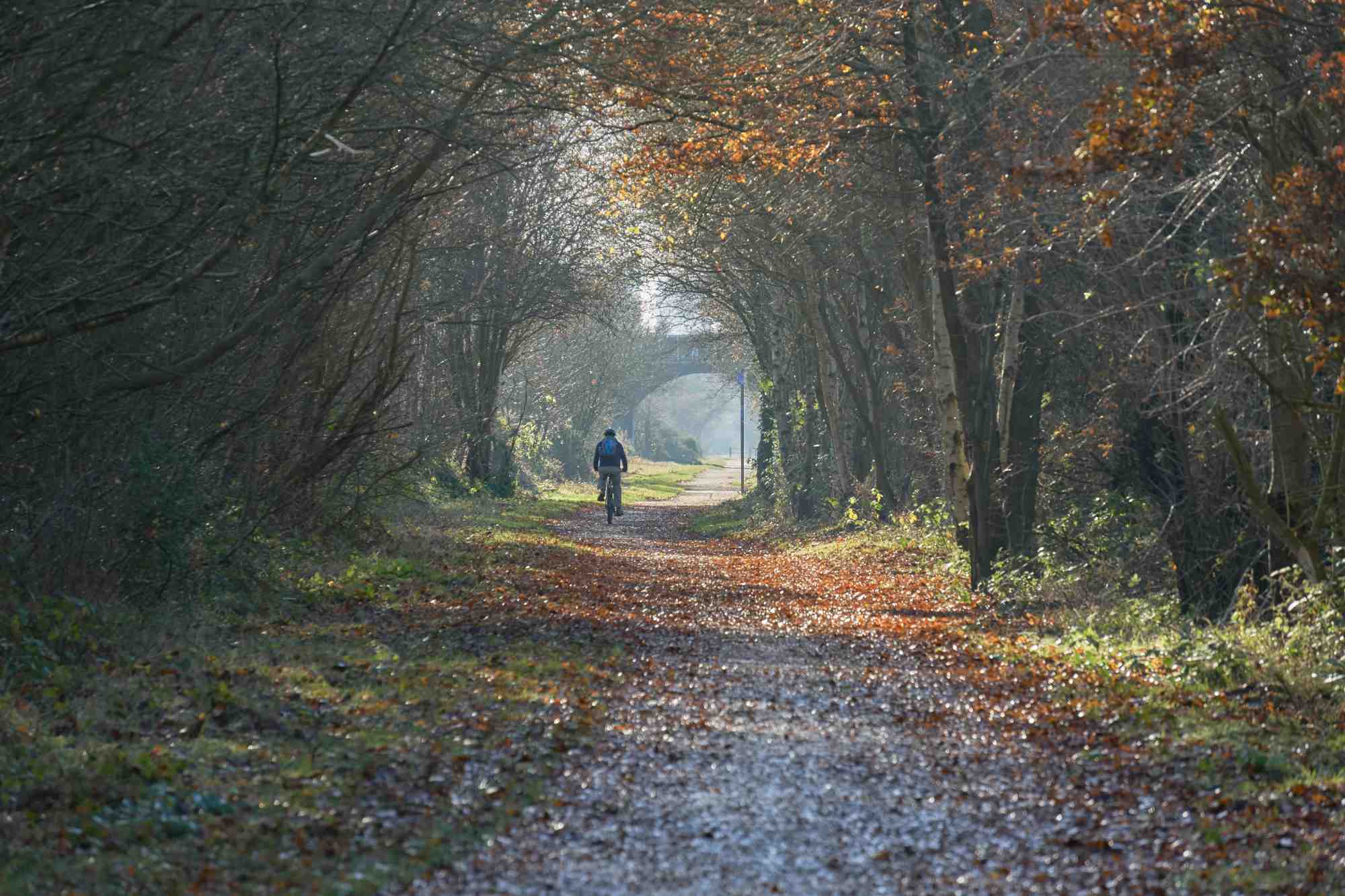 Autumn cycle trail through a forest