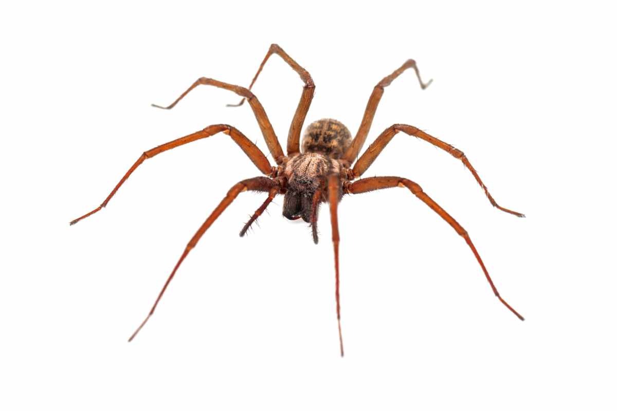 House spider