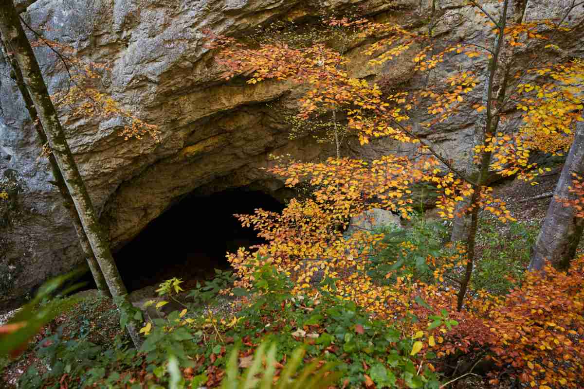 Entrance of a cave in the forest