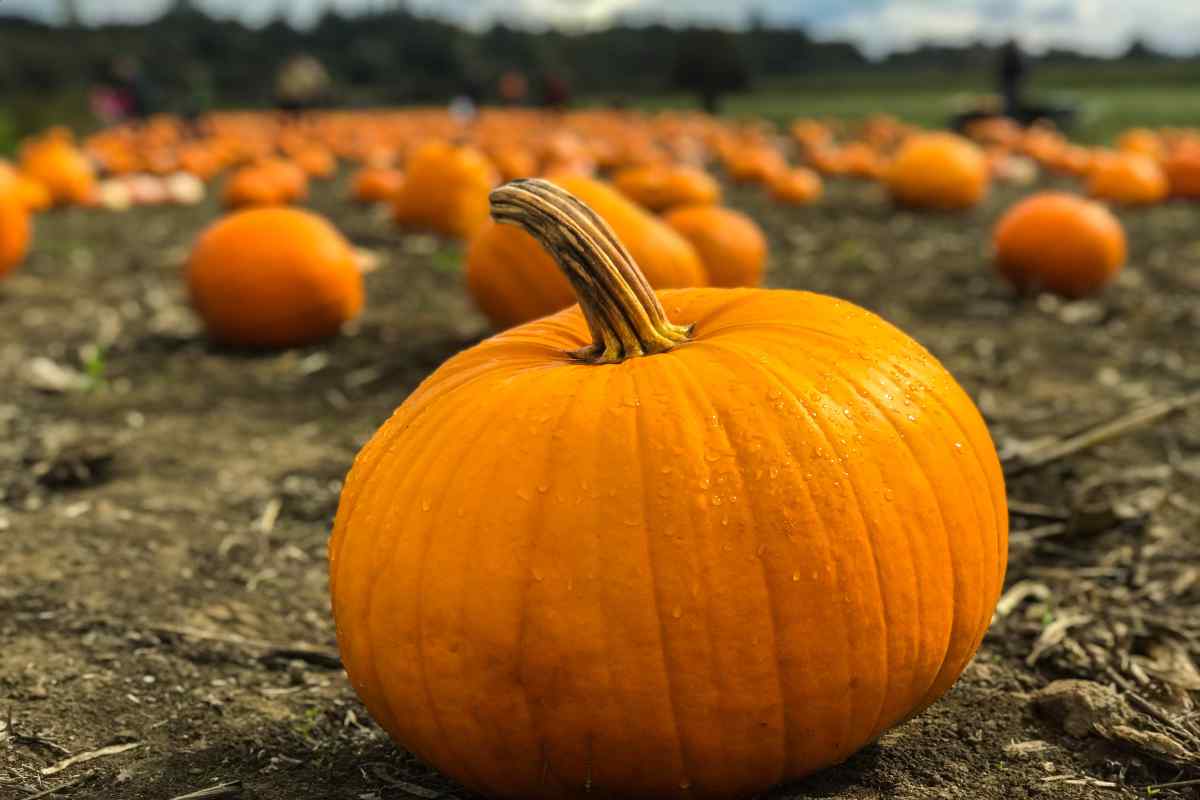 Pumpkin picking at a pumpkin patch