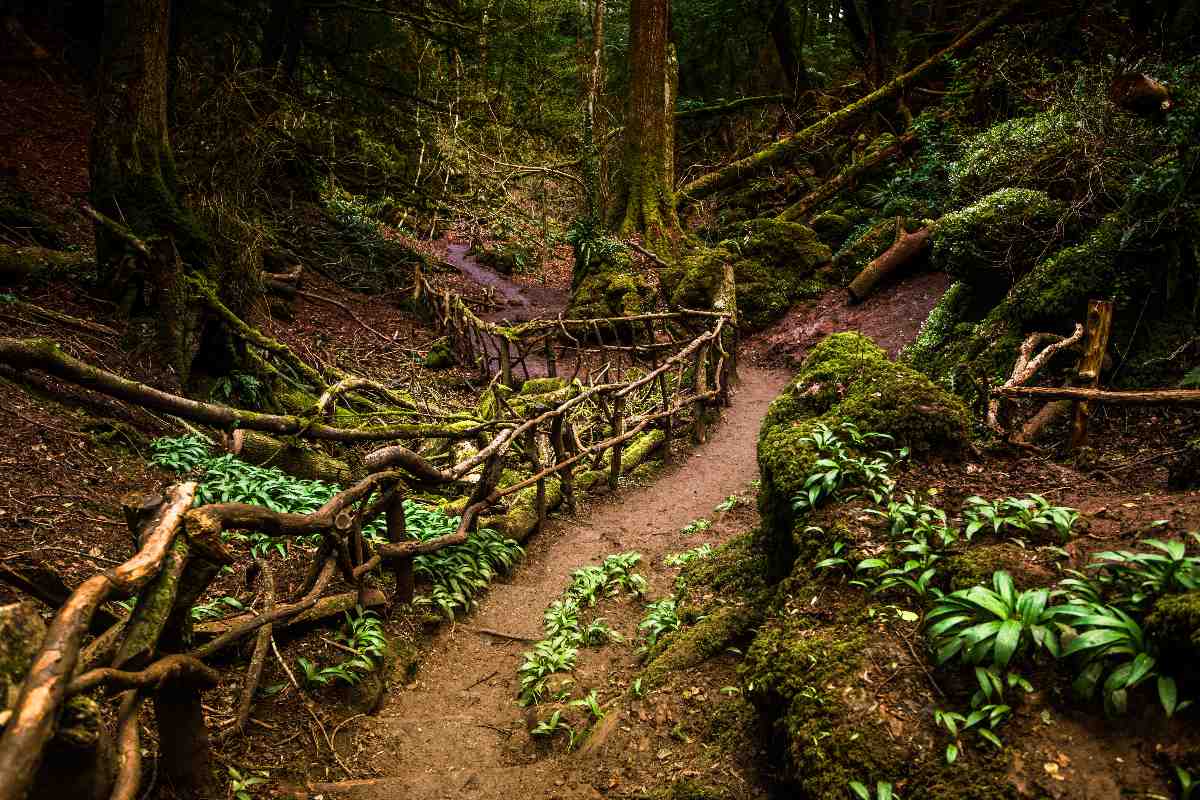 The puzzle path in the Forest of Dean