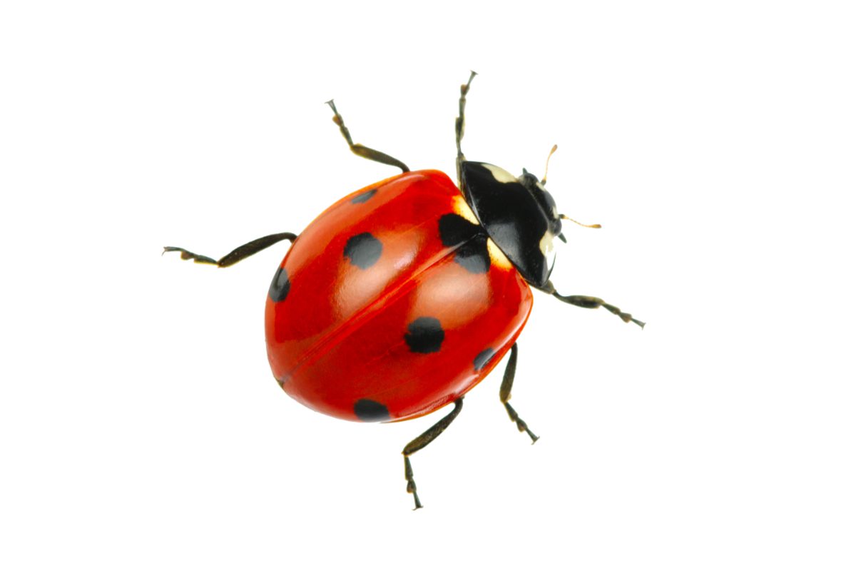 Red ladybird