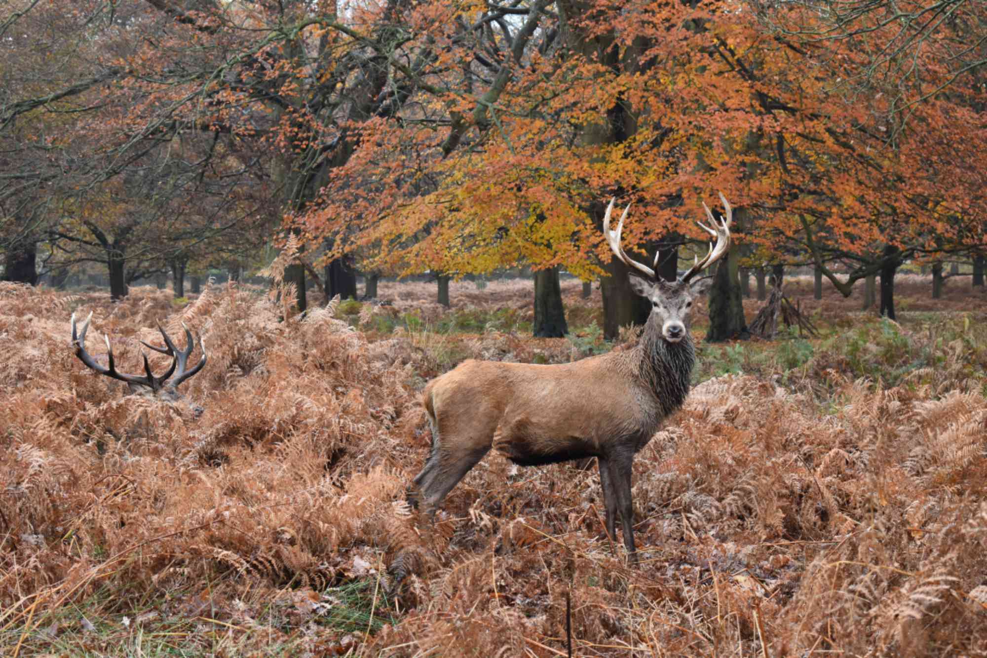 Red deer in a autumnal forest in the UK