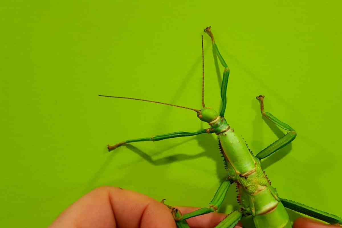 Stick insect