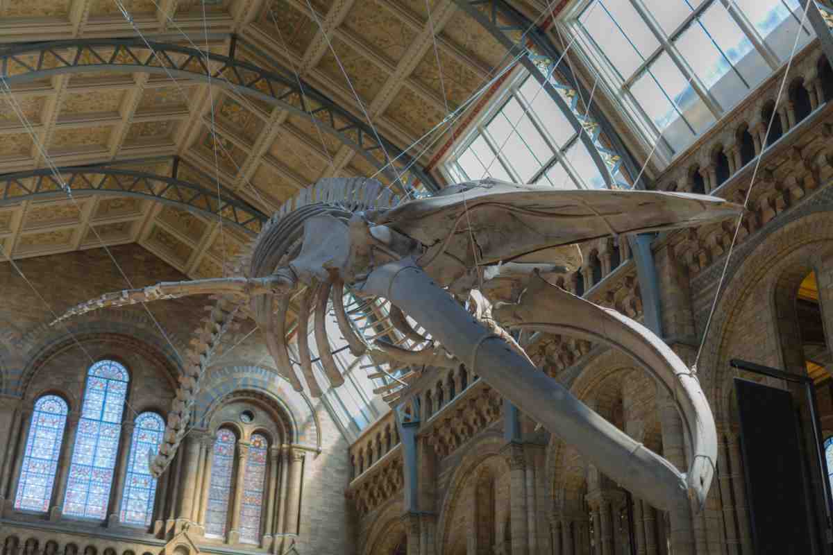 Blue Whale skeleton hanging from the ceiling of the Natural History Museum in London